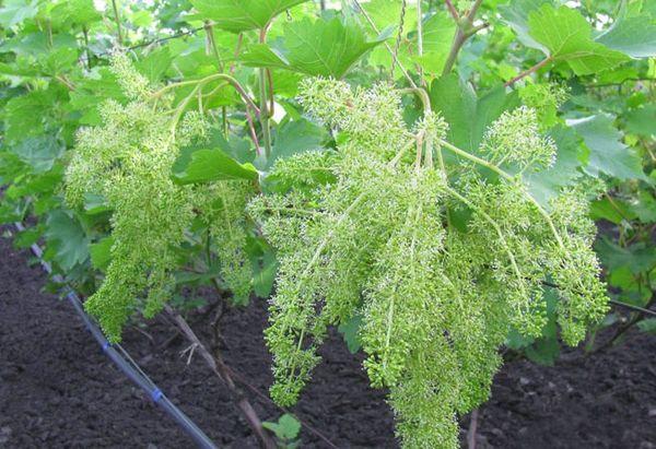 ดอกองุ่น