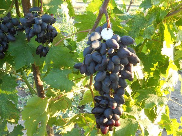 พวงองุ่น