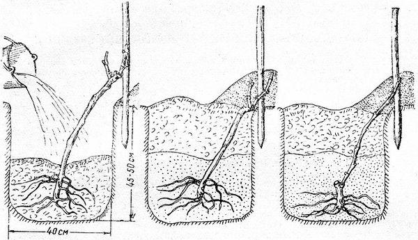 โหมดการรดน้ำ
