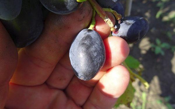 องุ่นเบอร์รี่