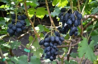 คลัสเตอร์เพชร