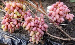 ลักษณะและเทคโนโลยีการปลูกองุ่นพันธุ์เซนเซชั่น