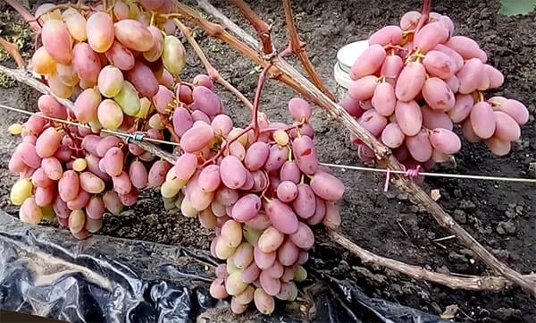 raisins dans le jardin