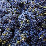 องุ่นที่เก็บเกี่ยว