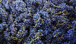 ลักษณะและลักษณะขององุ่นพันธุ์ซีราห์ที่ปลูก