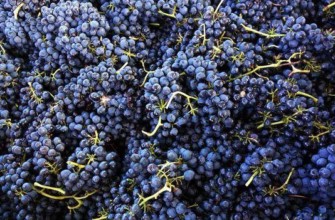 องุ่นที่เก็บเกี่ยว