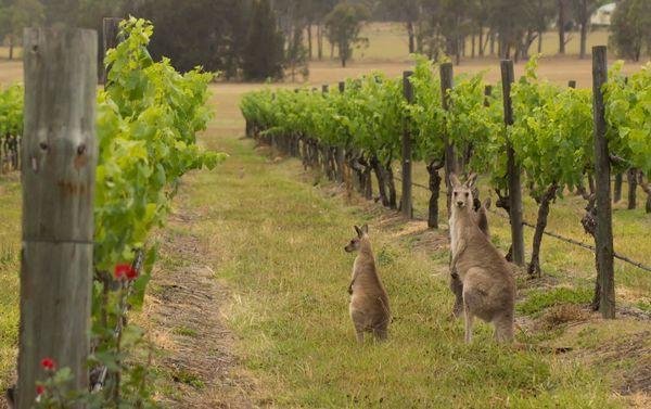 องุ่นในออสเตรเลีย