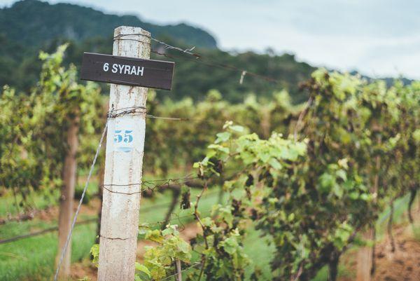 พันธุ์องุ่น