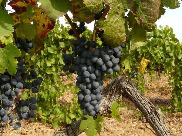 การปลูกองุ่น