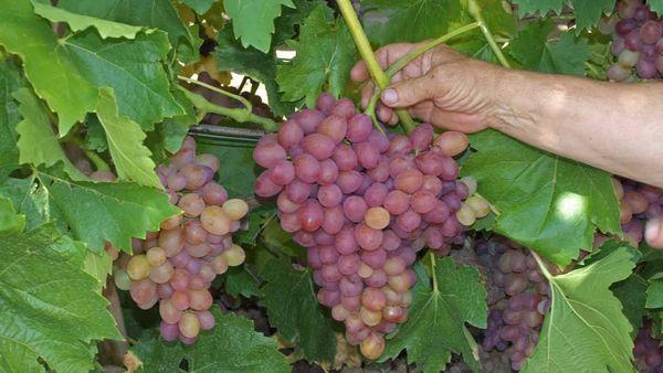 คำอธิบายพันธุ์องุ่นโซเฟีย การปลูกและคำแนะนำในการดูแล