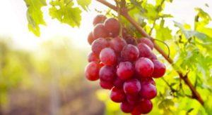 คำอธิบายพันธุ์องุ่นโซเฟีย การปลูกและคำแนะนำในการดูแล