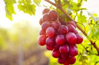 พวงองุ่น