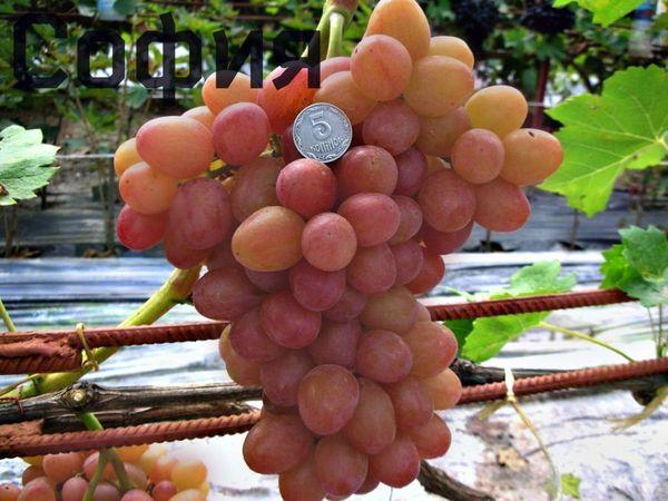 องุ่นโซเฟีย