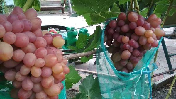 การป้องกันนก