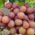 ผลเบอร์รี่พันธุ์ลิเวีย