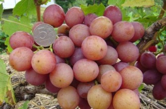 ผลเบอร์รี่พันธุ์ลิเวีย