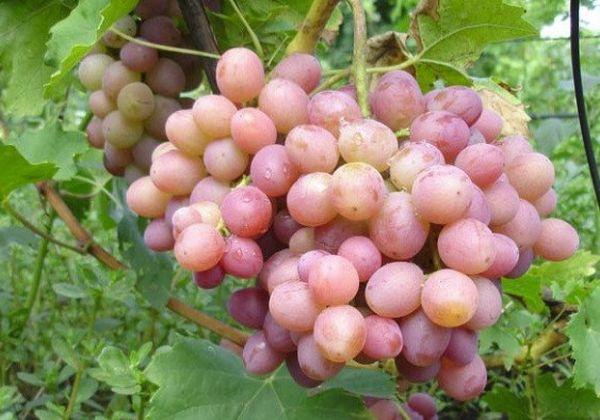 พวงองุ่น