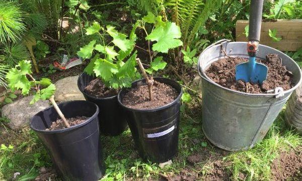 ต้นกล้าในถัง