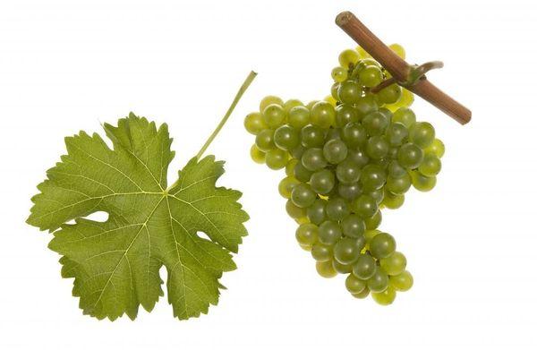 Cépages Sauvignon