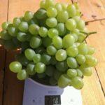 องุ่นลูกผสม