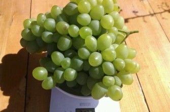 องุ่นลูกผสม