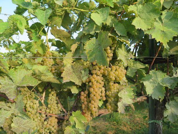 พุ่มไม้ลูกผสม