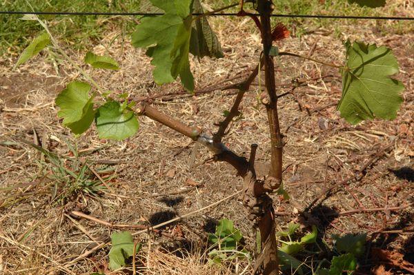 การก่อตัวของพุ่มไม้