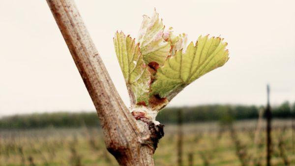 ลักษณะและเทคโนโลยีการปลูกองุ่นซุปเปอร์เอ็กซ์ตร้า