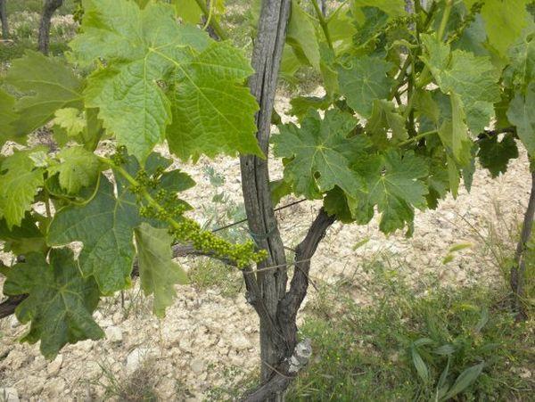 วิธีการสืบพันธุ์