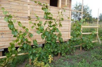 องุ่นที่เดชา