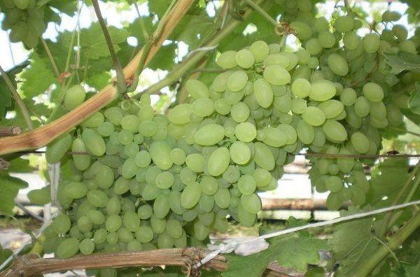 องุ่นขาว