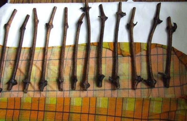 กิ่งพันธุ์องุ่น