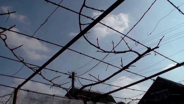 องุ่นบนโครงไม้เลื้อย