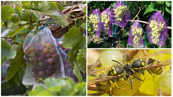 องุ่นในตาข่าย