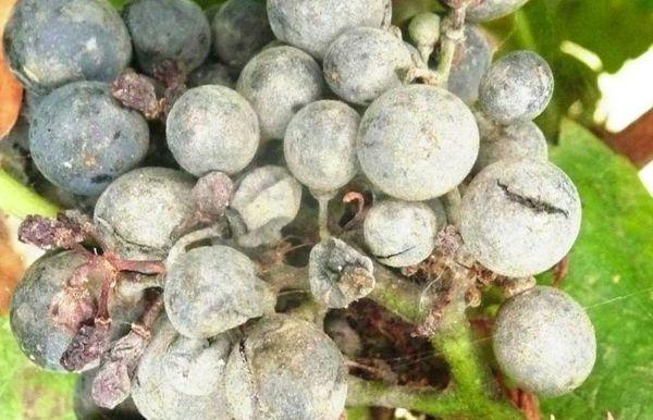 องุ่นออยเดียม