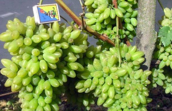 พวงองุ่น