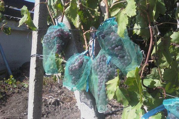 องุ่นในตาข่าย