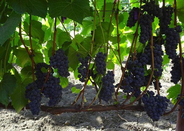 เทคโนโลยีและการดูแลทางการเกษตร