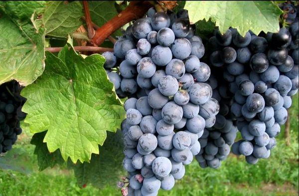 เบอร์รี่วาเลียนท์