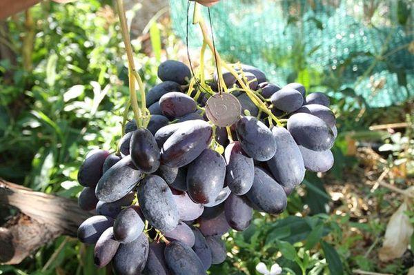 ผลผลิตของพันธุ์