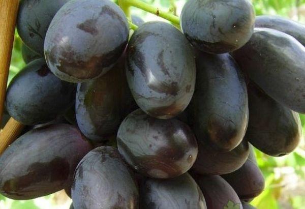 เบอร์รี่อร่อยมาก