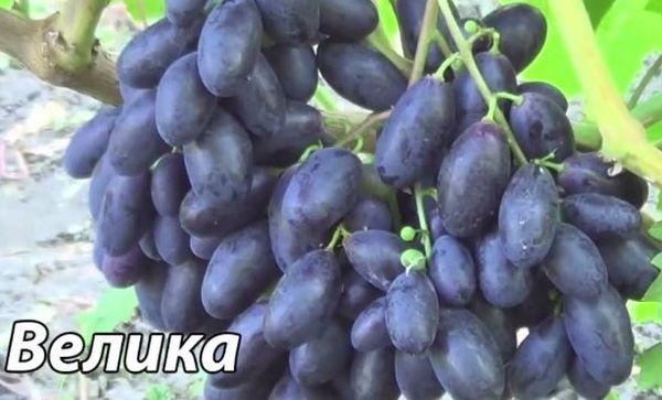 เบอร์รี่อร่อยมาก