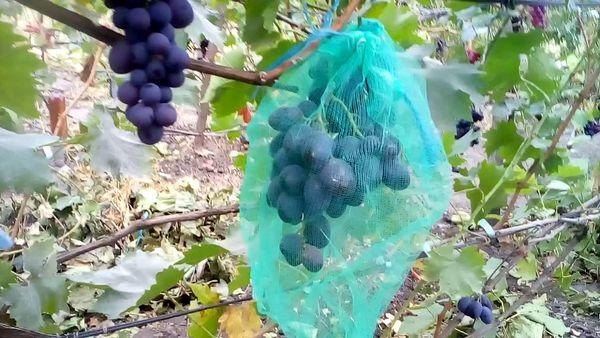 การป้องกันนก