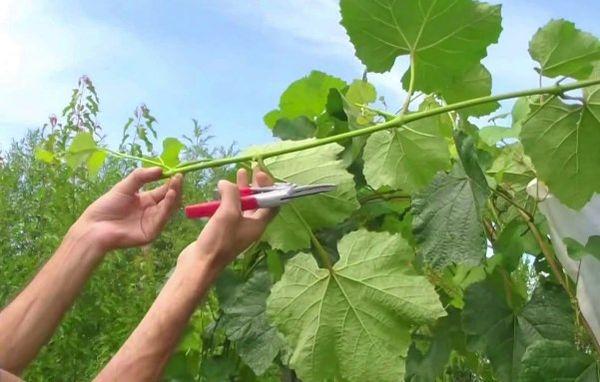 การตัดแต่งและจัดรูปทรง