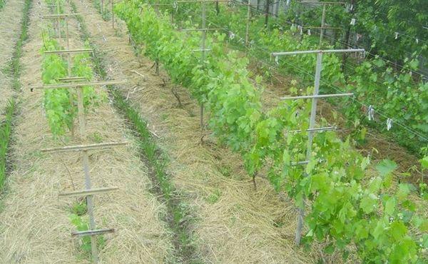 การคลุมดินองุ่น