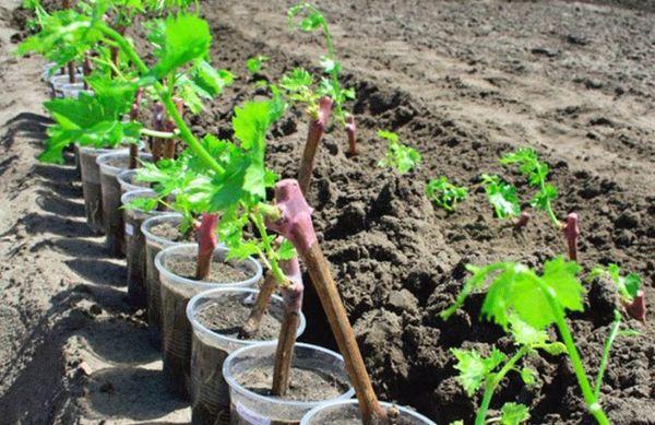 การขยายพันธุ์องุ่น