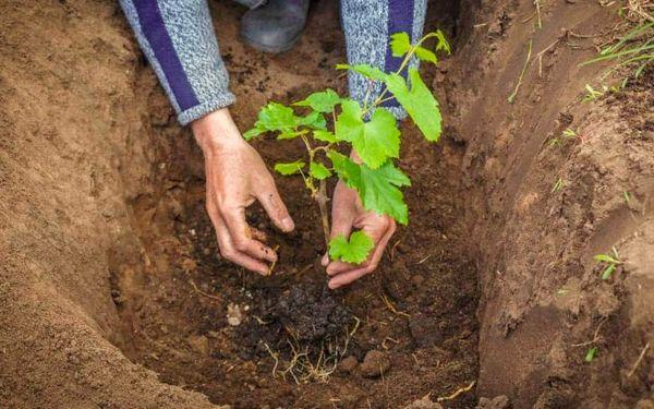 การปลูกต้นกล้า