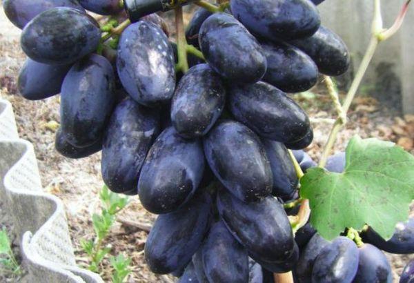 แบล็กเบอร์รี่