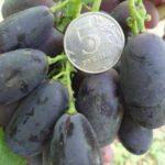 จักรยานหลากหลายประเภท