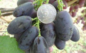 Description du cépage Velika, conseils de culture et d'entretien